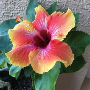 hibiscus-2931000_640